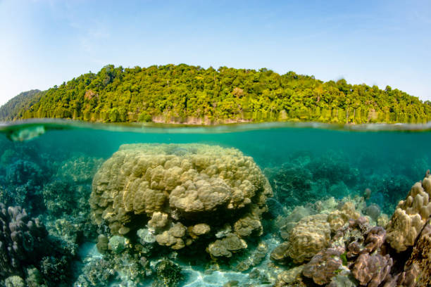 istock half frame surface of water with island and coral reef 1169682581