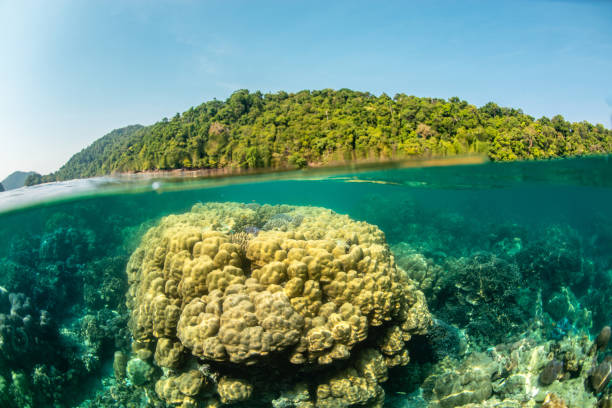 istock half frame surface of water with island and coral reef 1169682588