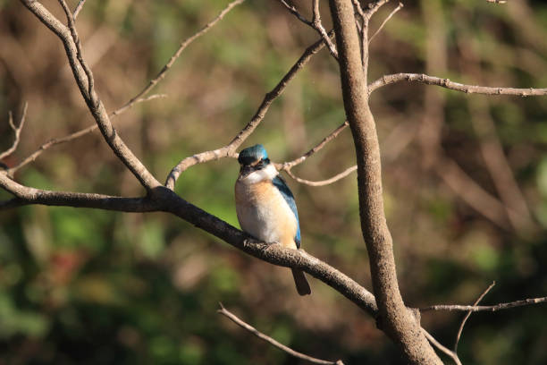 istock sacred kingfisher (Todiramphus sanctus) Queensland , Australia 1169683589