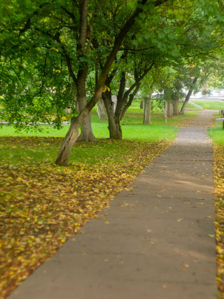 istock Autumn view / yellow leaf 1169685605