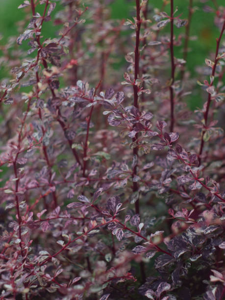 istock barberry plant / barberry tunberga leaf 1169685812
