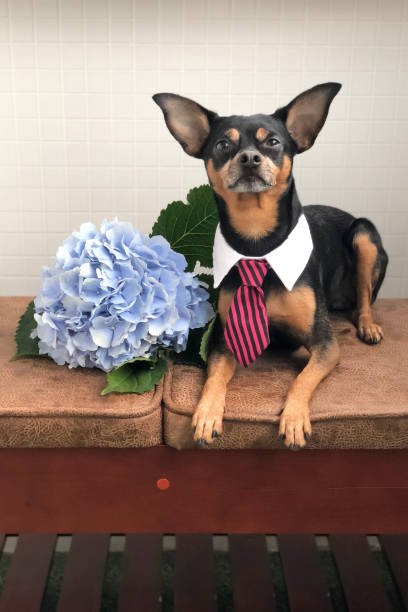 istock Beautiful dog in a tie with hydrangea, congratulation theme 1169685914