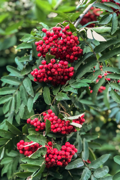 istock Ripe red mountain ash on a growing tree 1169686979