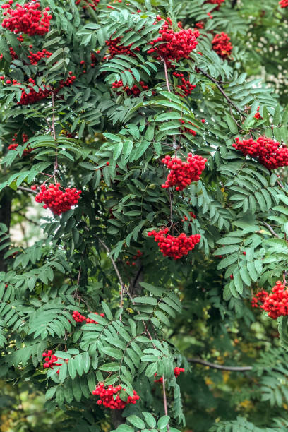 istock Ripe red mountain ash on a growing tree 1169687623