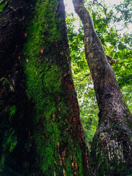istock moss and fern on bark tree in  rain forest 1169687631