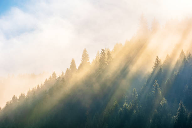 istock sun light through fog and clouds above the forest 1169688003