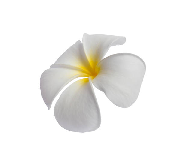 istock White Plumeria flower isolated on white background. with clipping path. 1169688150