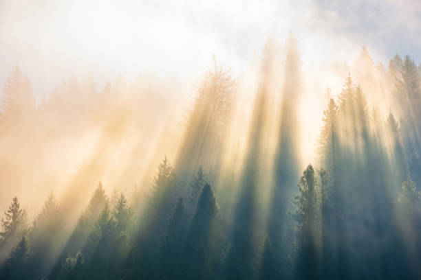sun light through fog and clouds above the forest. spruce trees on the hill viewed from below. magical nature scenery in autumn. beautiful morning dreams concept