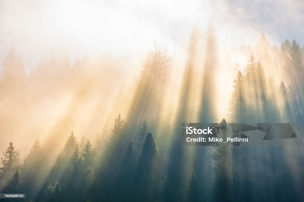 sun light through fog and clouds above the forest sun light through fog and clouds above the forest. spruce trees on the hill viewed from below. magical nature scenery in autumn. beautiful morning dreams concept Miracle Stock Photo