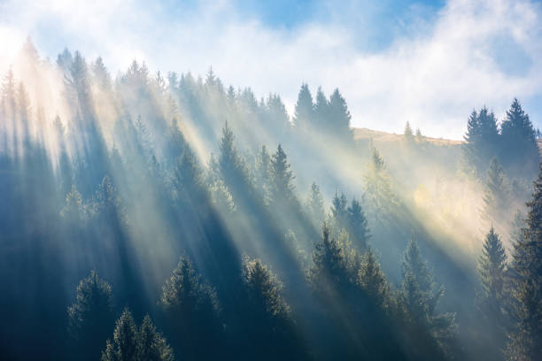 istock sun light through fog and clouds above the forest 1169688748