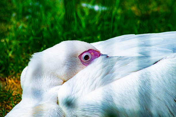 White Pelican bird in the zoo aviary. Animal world.