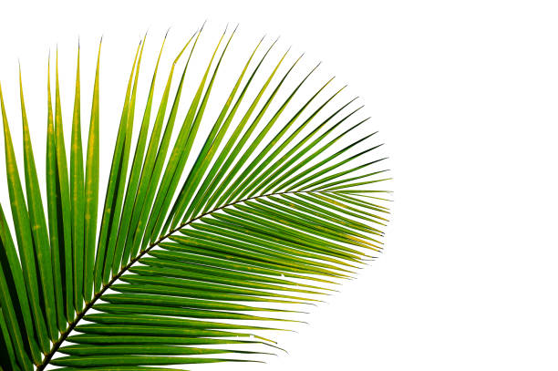 istock tropical coconut palm leaf isolated on white background 1169690952