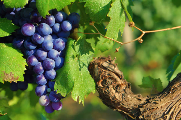 grappe de raisin noir cep de vigne feuillage - chardonnay grape focus on foreground france western europe photos et images de collection