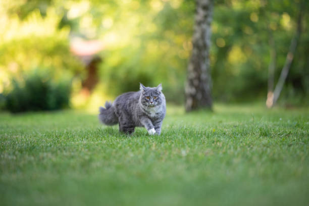 istock cat outdoors 1169692398