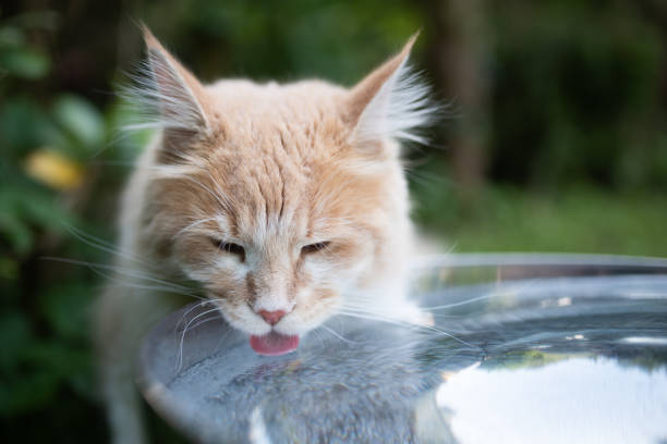 maine coon garden young cream tabby ginger white maine coon cat drinking water from a metal bowl outdoors in the back yard on a hot summer day sticking out tongue cat water stock pictures, royalty-free photos & images