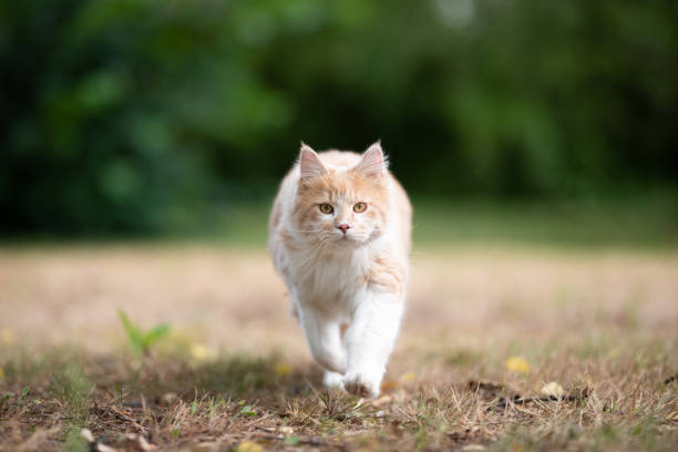istock maine coon garden 1169692419
