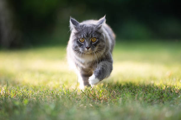 istock cat outdoors 1169692444