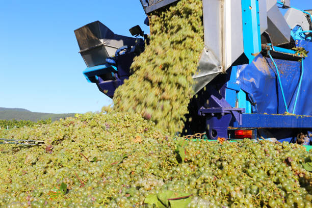 Woman harvester, this by downloading your basket of white grapes in the truck during the grape harvest. Summer in Mendoza, Argentina. As a background, view of the vineyard and the Andes.