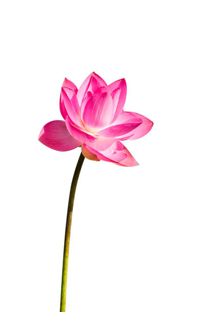 istock Close up pink lotus flower. 1169694422