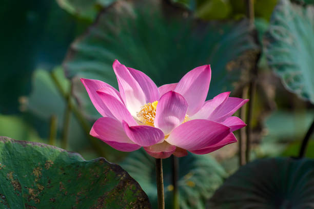 istock Close up pink lotus flower. 1169694456