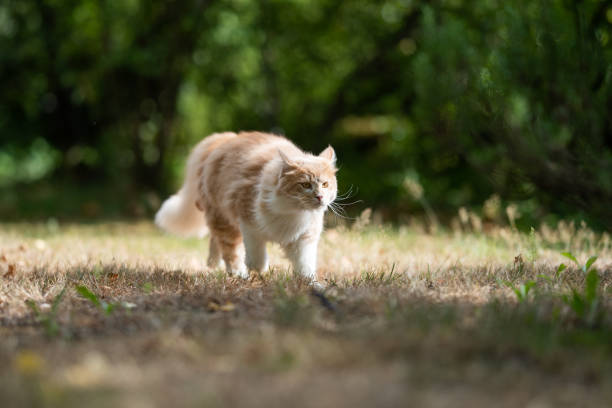 istock maine coon garden 1169694490