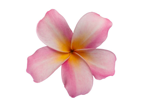 fleur rose de plumeria d'isolement sur le fond blanc. avec chemin de coupure. - daffodil bouquet isolated on white petal photos et images de collection