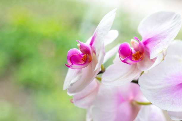 Beautiful tropical exotic branch with white, pink and magenta Moth Phalaenopsis Orchid flowers in summer Beautiful tropical exotic branch with white, pink and magenta Moth Phalaenopsis Orchid flowers in summer on light green background cattleya magenta orchid tropical climate stock pictures, royalty-free photos & images