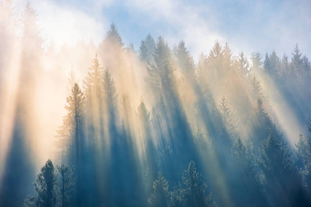 istock sun light through fog and clouds above the forest 1169694932