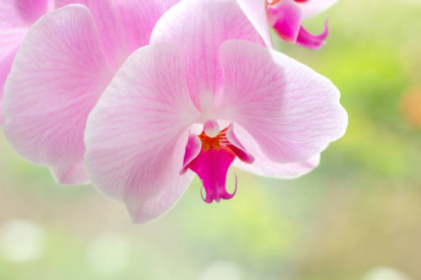 Beautiful tropical exotic branch with white, pink and magenta Moth Phalaenopsis Orchid flowers in summer Beautiful tropical exotic branch with white, pink and magenta Moth Phalaenopsis Orchid flowers in summer on light green background cattleya magenta orchid tropical climate stock pictures, royalty-free photos & images