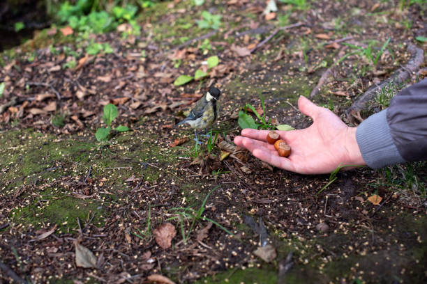 istock Man hand and birds. 1169696129