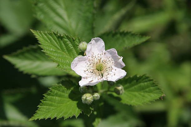 istock Thornless Blackberry Blossom 116969728