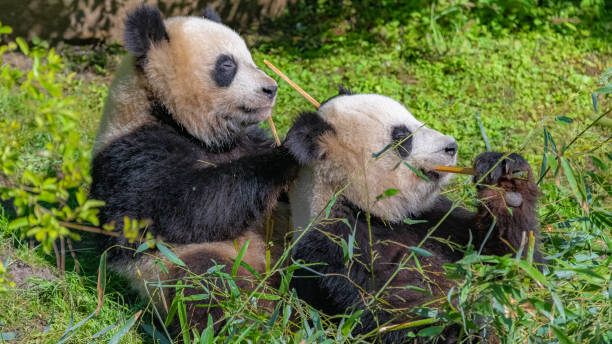 istock Giant pandas, bear pandas 1169698043