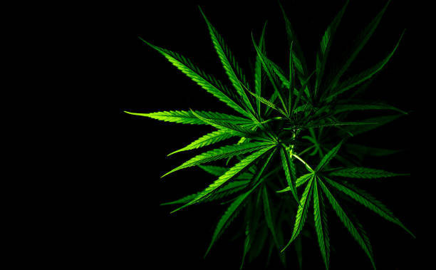 대마초 식물. 대마초 사티 (대마)에는 cbd가 있습니다. 검은 배경에 마리화나 (잡초) 녹색 잎. 대마 농장. 의료 또는 레크리에이션 목적을 위한 대마초 재배. 허브 식물. 마약 마약. - anticancer 뉴스 사진 이미지
