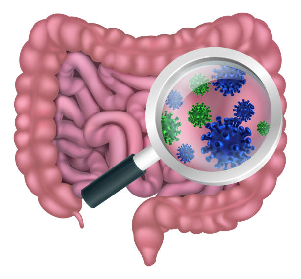 장내 세균 프로바이오�틱 장 소화 식물 - magnification water looking glass stock illustrations