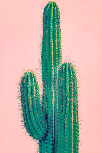 Background Image of A Tall Cactus In Front of a Terracotta Colored Wall