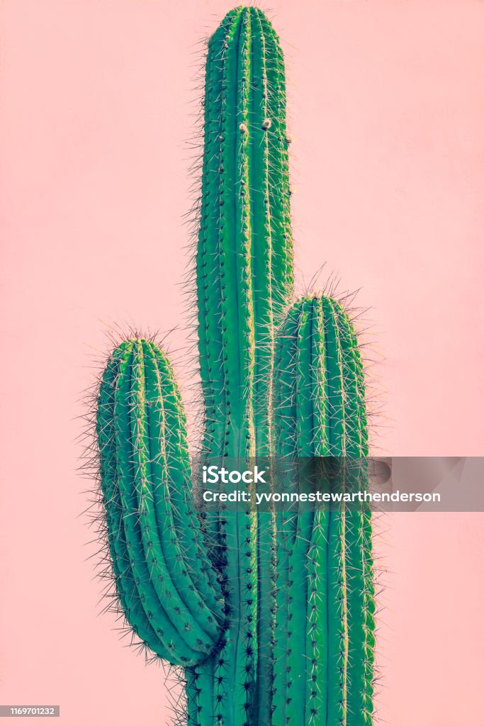 Tall Green Cactus Against Coral Adobe Wall Background Image of A Tall Cactus In Front of a Terracotta Colored Wall Cactus Stock Photo