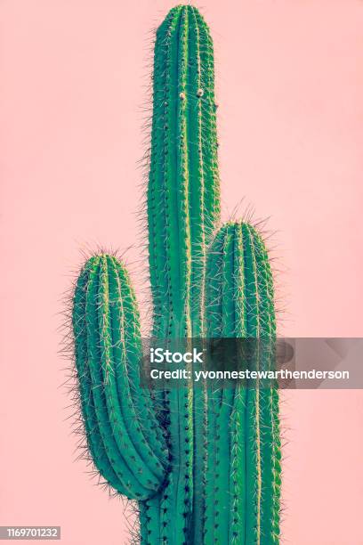 Tall Green Cactus Against Coral Adobe Wall Stock Photo - Download Image Now - Cactus, Desert Area, Retro Style