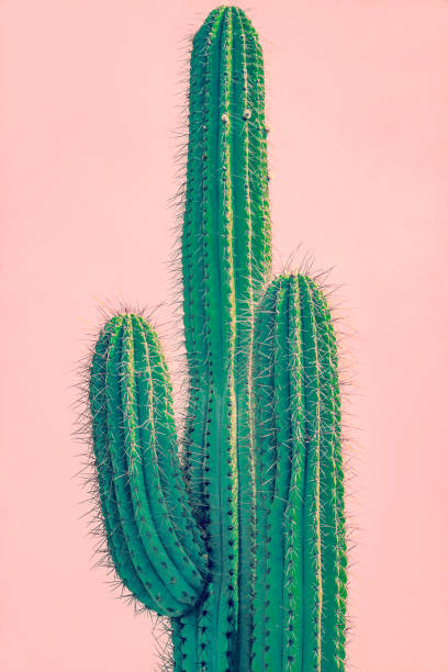 высокий зеленый кактус против коралловой adobe стены - desert cactus mexico arizona ст�оковые фото и изображения