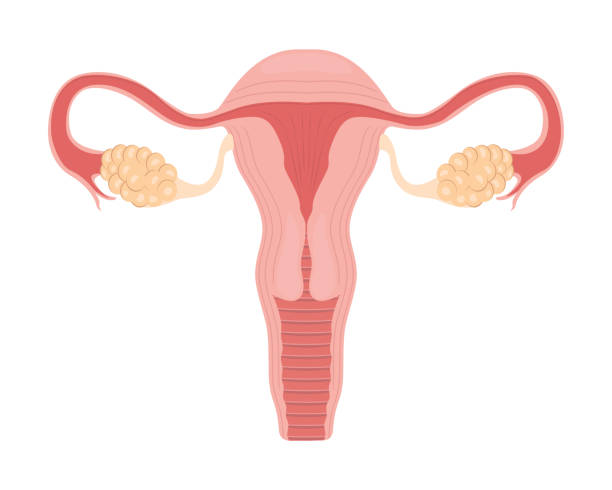 emale reproduktiv - ovary stock-grafiken, -clipart, -cartoons und -symbole