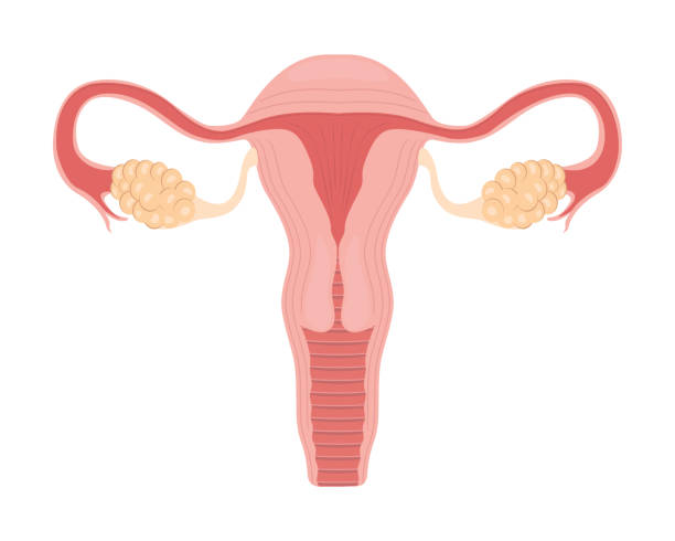 ilustraciones, imágenes clip art, dibujos animados e iconos de stock de reproductivo emale - ovary