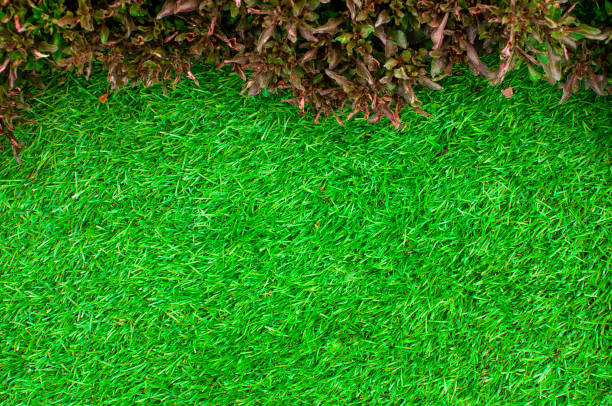 istock Top view .Green grass lawn in nature for background and texture 1169701482