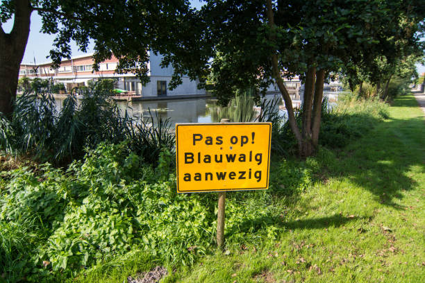 istock Beware of cyanobacterial present in Veldhuizen, De Meern 1169702577