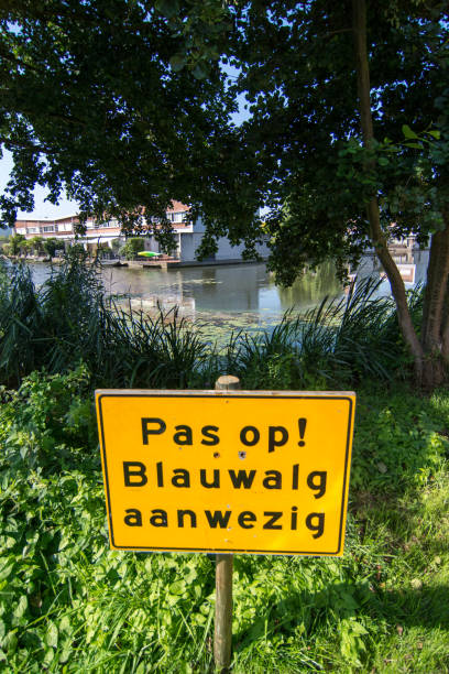 istock Beware of cyanobacterial present in Veldhuizen, De Meern 1169702604