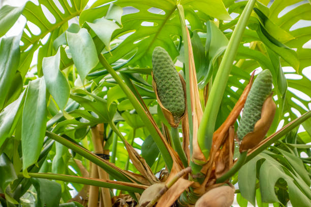 monstera deliciosa com fruta - cheese plant - fotografias e filmes do acervo