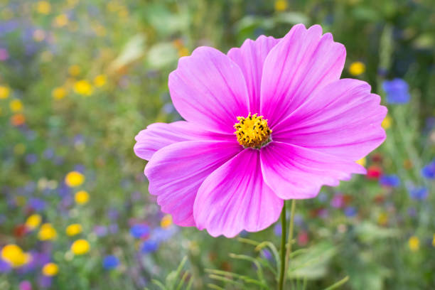 detailansicht einer bunten rosa farbenpracht blume in einem garten - cosmos flower daisy flower field stock-fotos und bilder