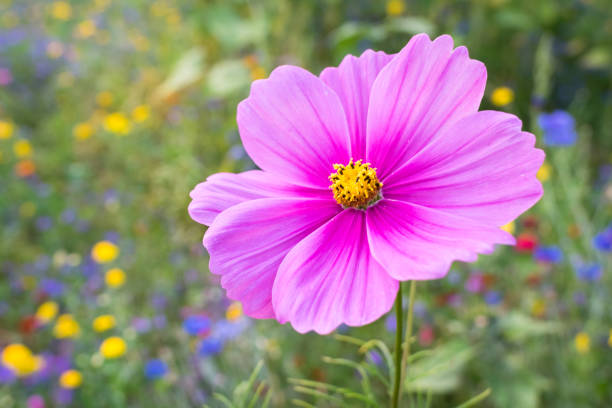 detailed view of a colorful vibrant pink cosmos flower in a garden - flower single flower macro focus on foreground imagens e fotografias de stock