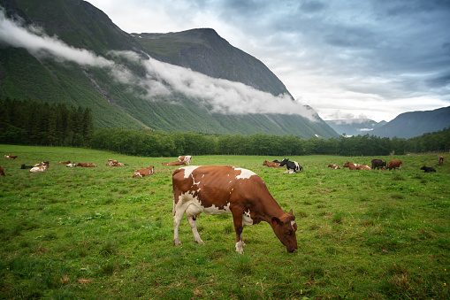 Cows graze in a meadow against the backdrop of mountains in cloudy weather, a trip to Norway