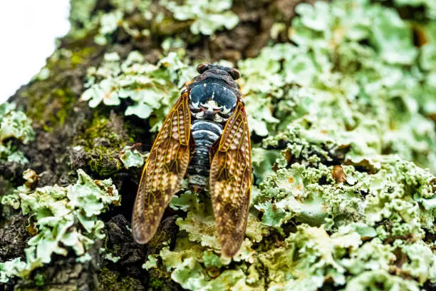 Photo of Cicada