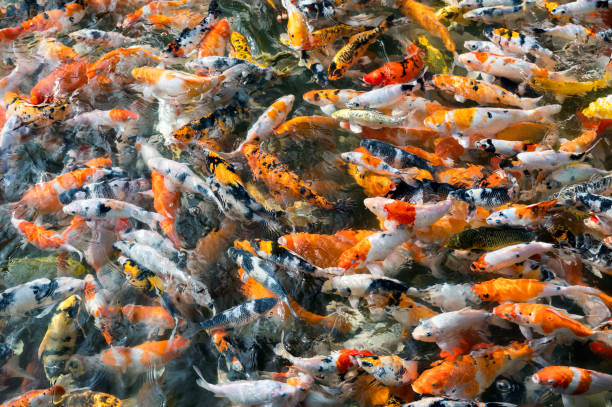 istock Colorful Koi fish swimming in pond 1169707843