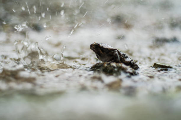 istock Sad frog sits under heavy tropical rain 1169709952